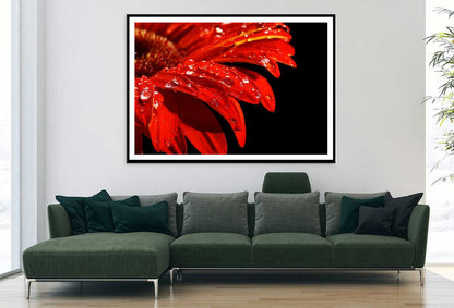 Water Drop on Red Daisy Flower Photograph Home Decor Premium Quality Poster Print Choose Your Sizes