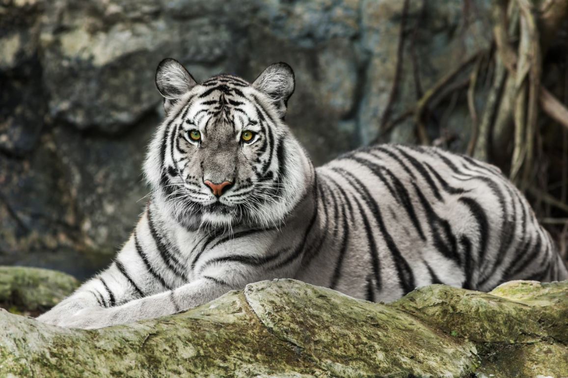 White Tiger Closeup Photograph Home Decor Premium Quality Poster Print Choose Your Sizes