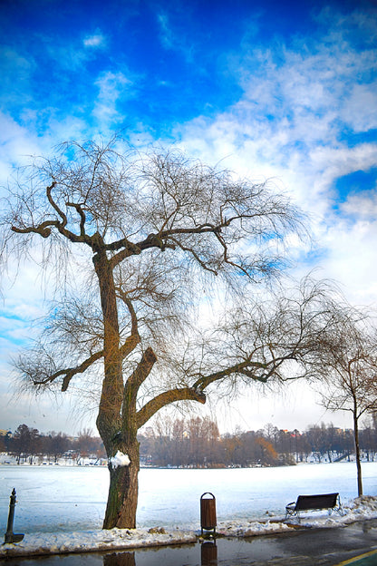 Leafless Tree on Snow Field View Photograph Print 100% Australian Made