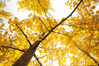 Autumn Yellow Ginkgo Tree Branch Photograph Print 100% Australian Made