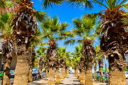 Palm Tree Lane View Photograph Print 100% Australian Made