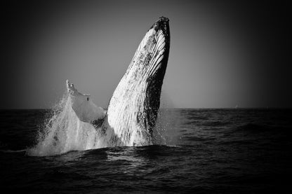 Whale on Sea B&W View Photograph Print 100% Australian Made