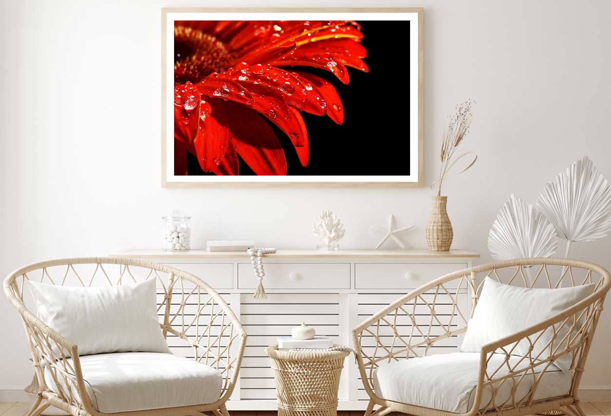 Water Drop on Red Daisy Flower Photograph Home Decor Premium Quality Poster Print Choose Your Sizes