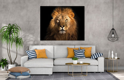 Lion Stunning Print 100% Australian Made