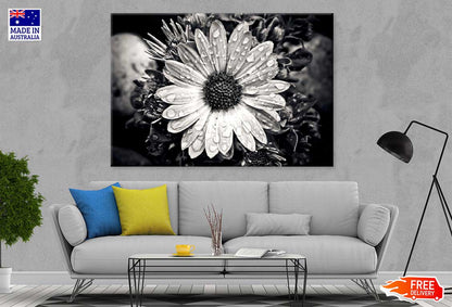 Aster Flower Closeup B&W View Photograph Print 100% Australian Made