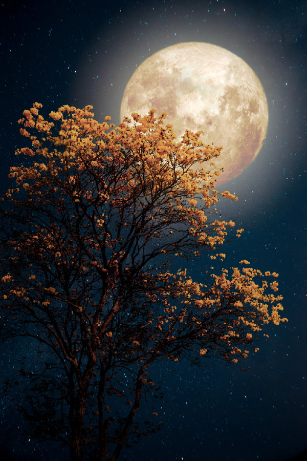 Autumn Tree with Full Moon View Photograph Print 100% Australian Made