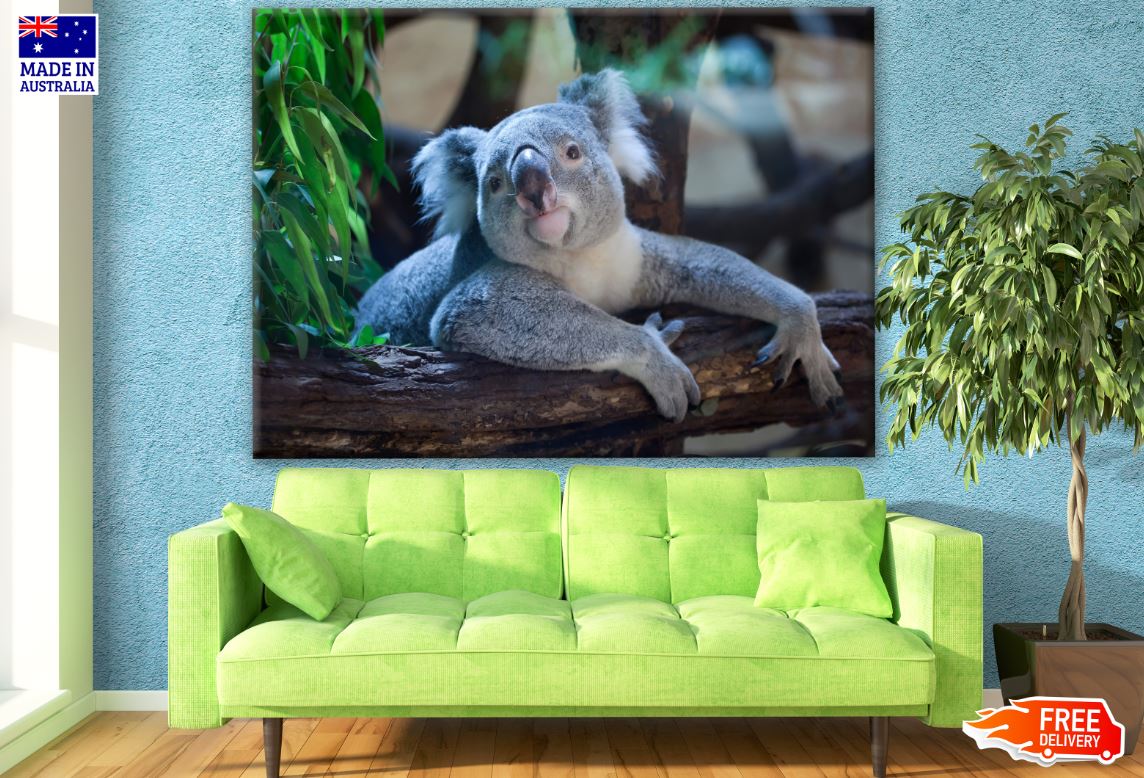 Koala Bear Closeup Photograph Print 100% Australian Made