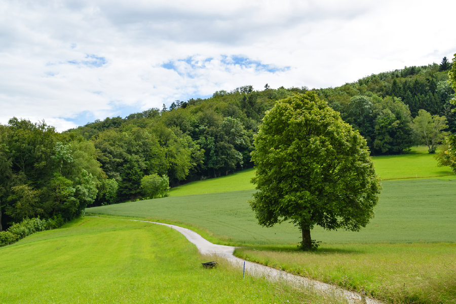 Huge Tree & Forest in Meadow Photograph Print 100% Australian Made