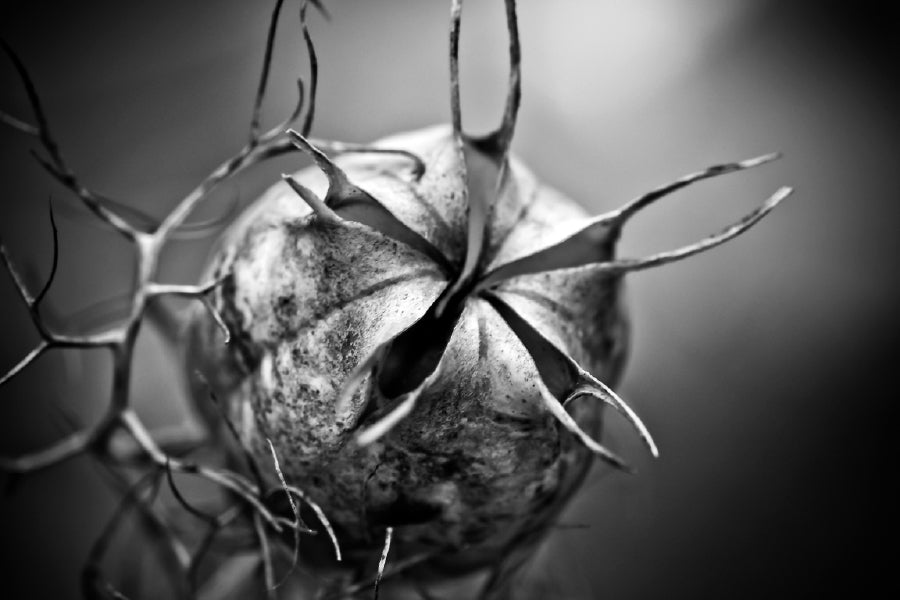 Nigella Closeup B&W View Photograph Print 100% Australian Made