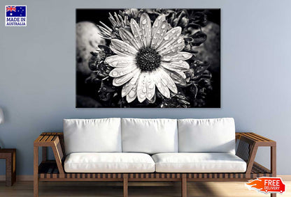 Aster Flower Closeup B&W View Photograph Print 100% Australian Made