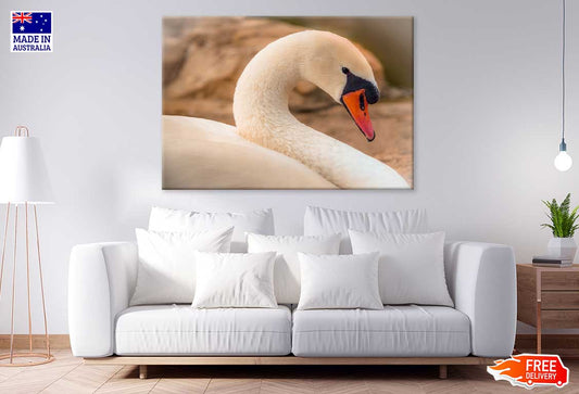 White Swan Closep View Photograph Print 100% Australian Made