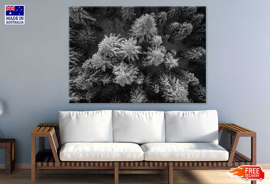 Pine Branch View B&W Photograph Print 100% Australian Made