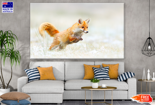 Running Fox in Grass Field Photograph Print 100% Australian Made