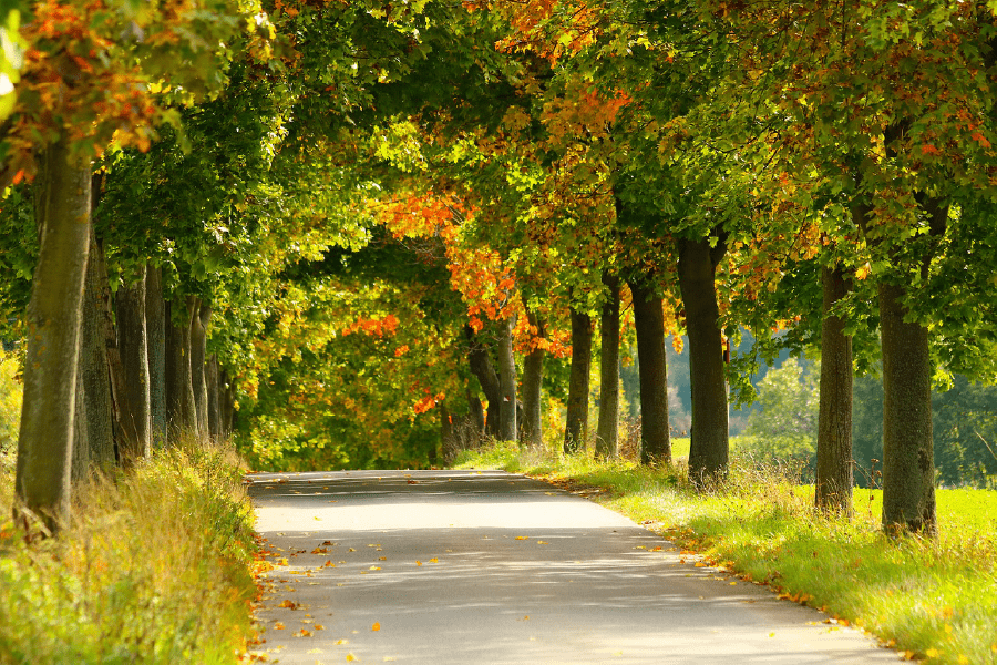 Road with Maple Trees Autumn Scenery Photograph Print 100% Australian Made