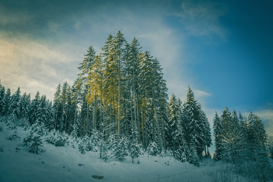 Winter Snow Forest & Blue Sky Photograph Print 100% Australian Made