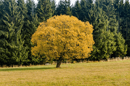 Yellow Leaf Tree & Forest Photograph Print 100% Australian Made