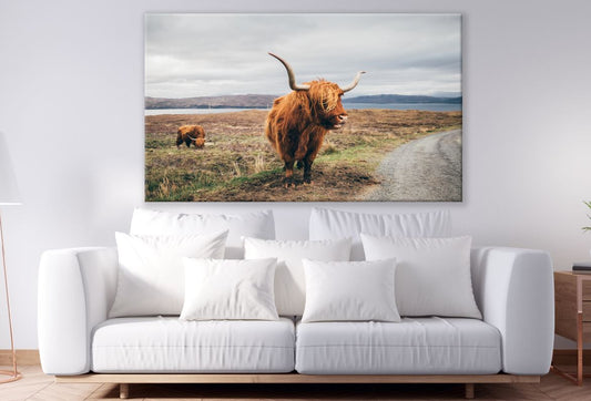 Highland Cow Walking Photograph Print 100% Australian Made
