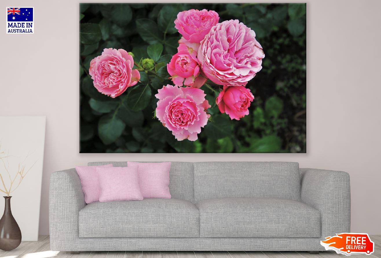 Wild Roses Flower Closeup Photograph Print 100% Australian Made