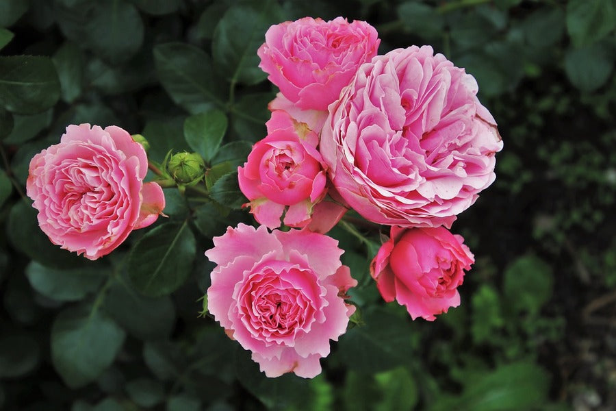 Wild Roses Flower Closeup Photograph Print 100% Australian Made