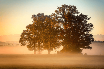 Autumn Trees During Sunset Photograph Print 100% Australian Made