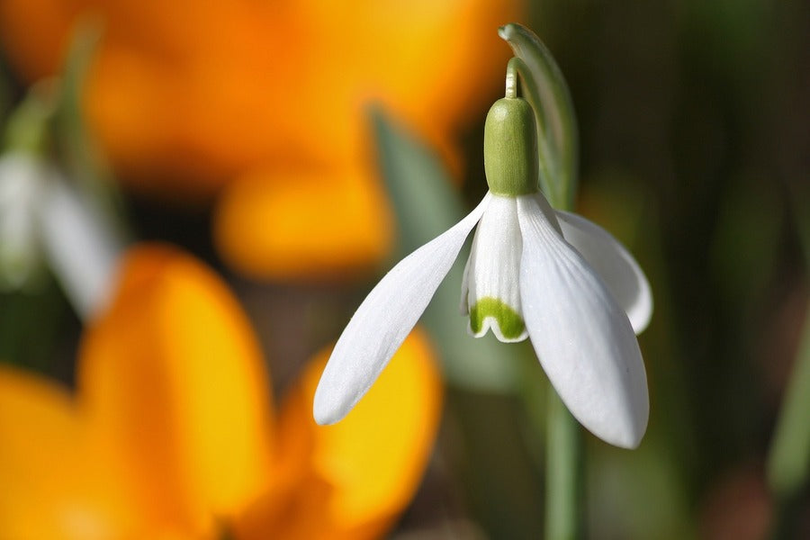 White Snowdrop Flower Closeup Photograph Print 100% Australian Made