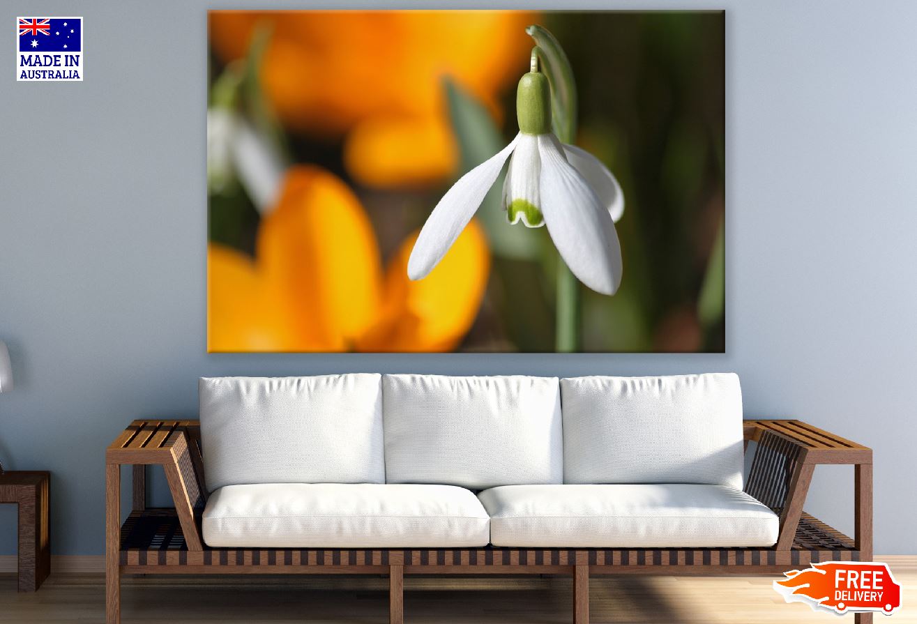 White Snowdrop Flower Closeup Photograph Print 100% Australian Made