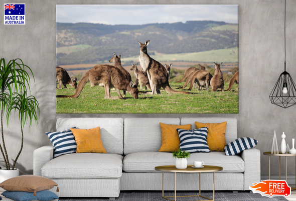 Herd of Kangaroos Photograph Print 100% Australian Made