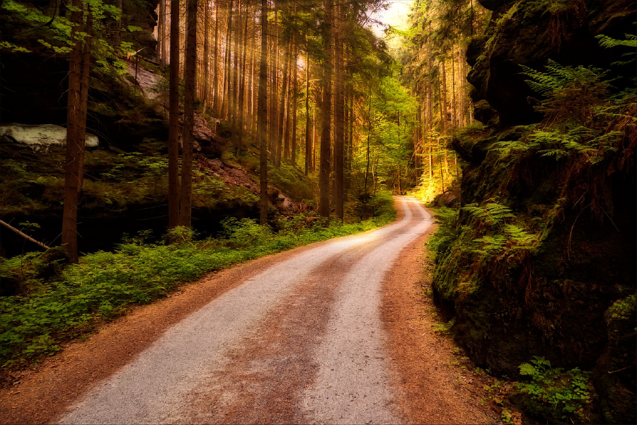 Road in Forest Photograph Print 100% Australian Made