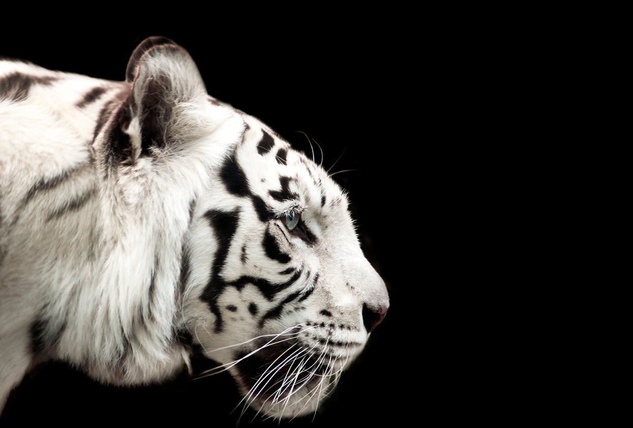 White Tiger Side View Photograph Print 100% Australian Made