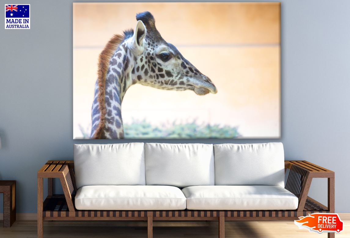 Giraffe Portrait Photograph Print 100% Australian Made