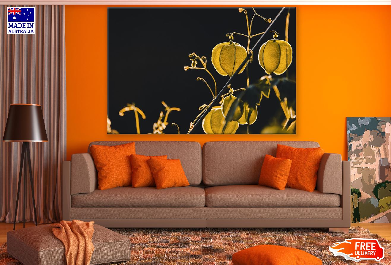 Yellow Physalis Closeup Photograph Print 100% Australian Made