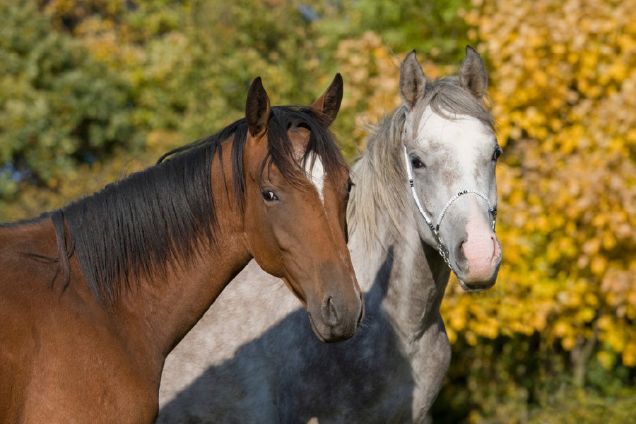 Horses Couple Closeup View Photograph Print 100% Australian Made