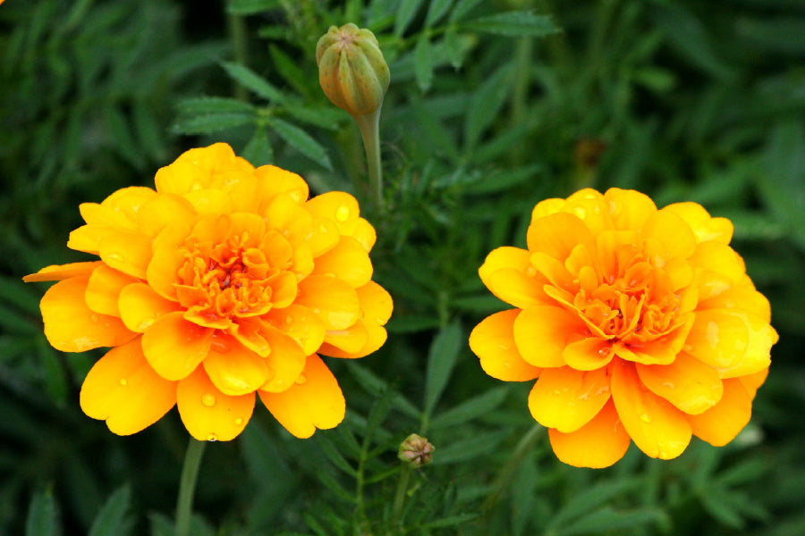 Orange Marigold Flowers View Photograph Print 100% Australian Made