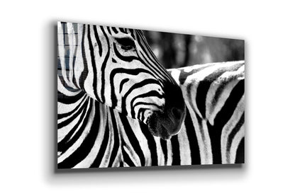 Zebra Face B&W Closeup Print Tempered Glass Wall Art 100% Made in Australia Ready to Hang