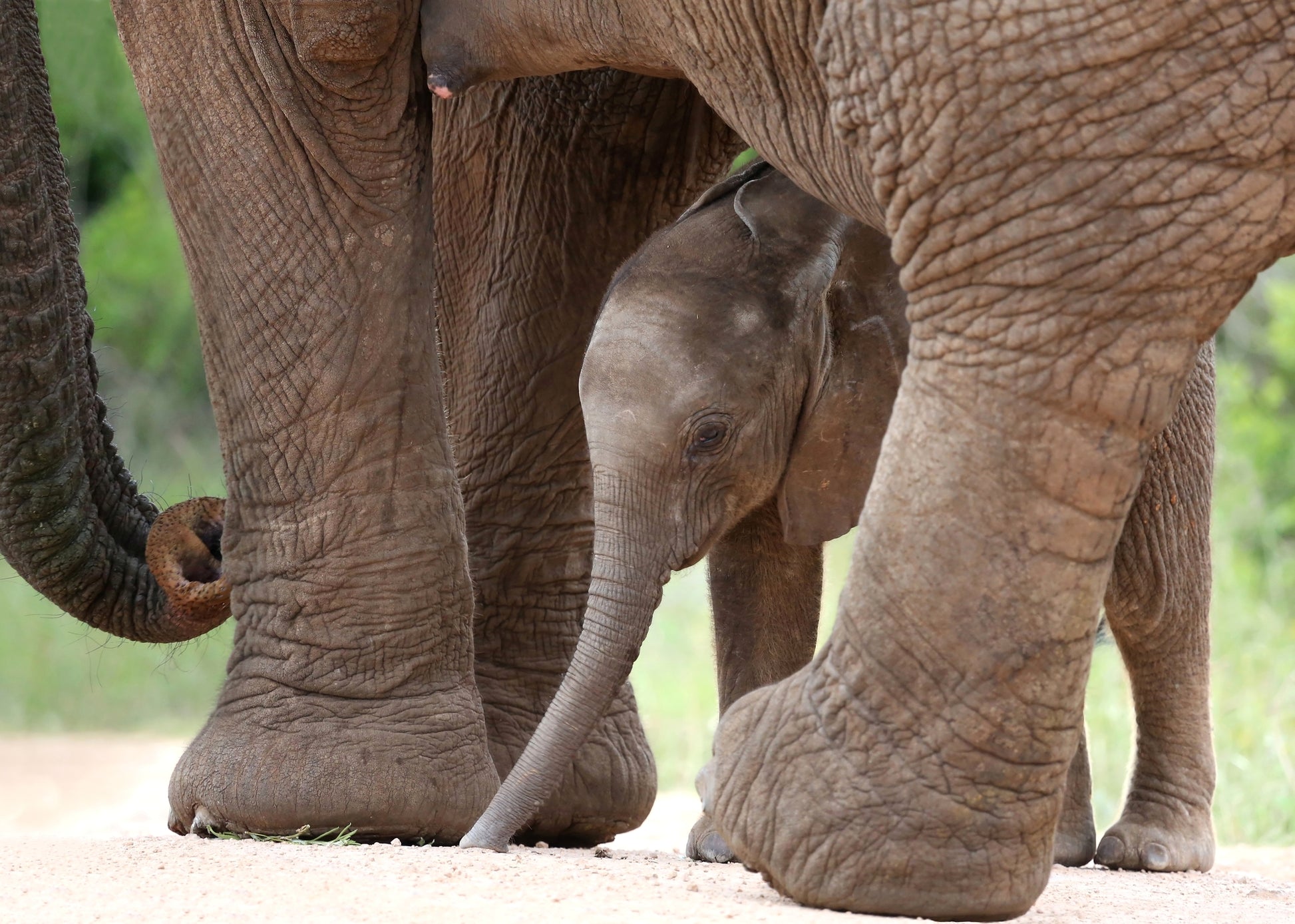 Baby Elephant Photograph Print 100% Australian Made