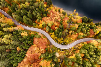 Autumn Forest Covered Road Aerial View Photograph Print 100% Australian Made
