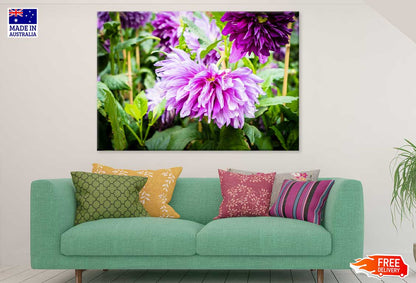 Purple Chrysanthemum Flower View Photograph Print 100% Australian Made