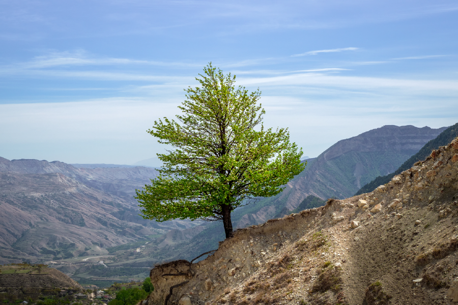 Tree On Rock Mountain & Sky View Photograph Print 100% Australian Made