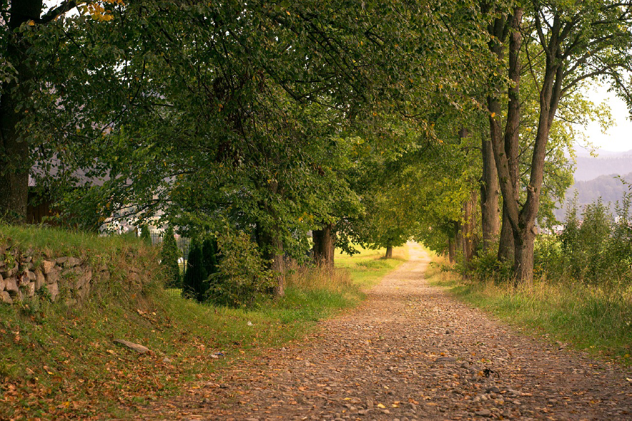 Road Near Forest Photograph Print 100% Australian Made