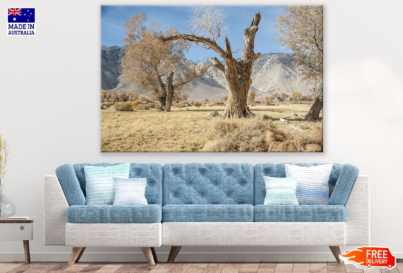 California Log Nature Old Tree Photograph Print 100% Australian Made