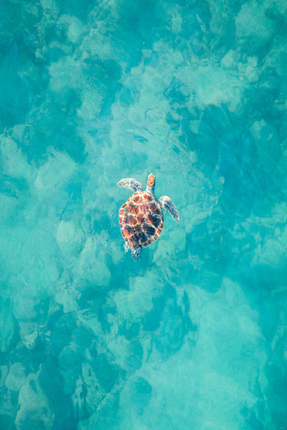 Hawksbill Turtle on Sea Aerial View Photograph Print 100% Australian Made