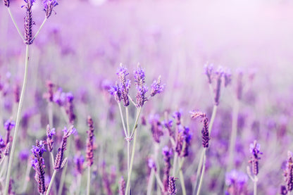 Purple Lavender Field Closeup View Photograph Home Decor Premium Quality Poster Print Choose Your Sizes