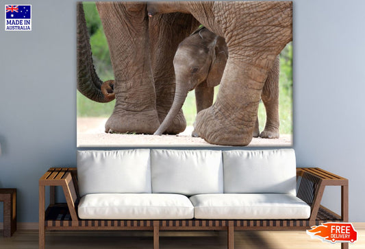 Baby Elephant Photograph Print 100% Australian Made