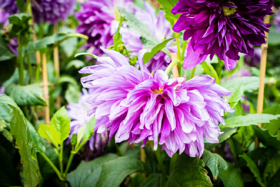 Purple Chrysanthemum Flower View Photograph Print 100% Australian Made