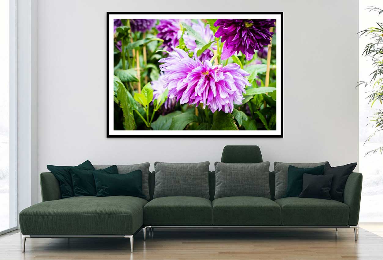 Purple Chrysanthemum Flower View Photograph Home Decor Premium Quality Poster Print Choose Your Sizes