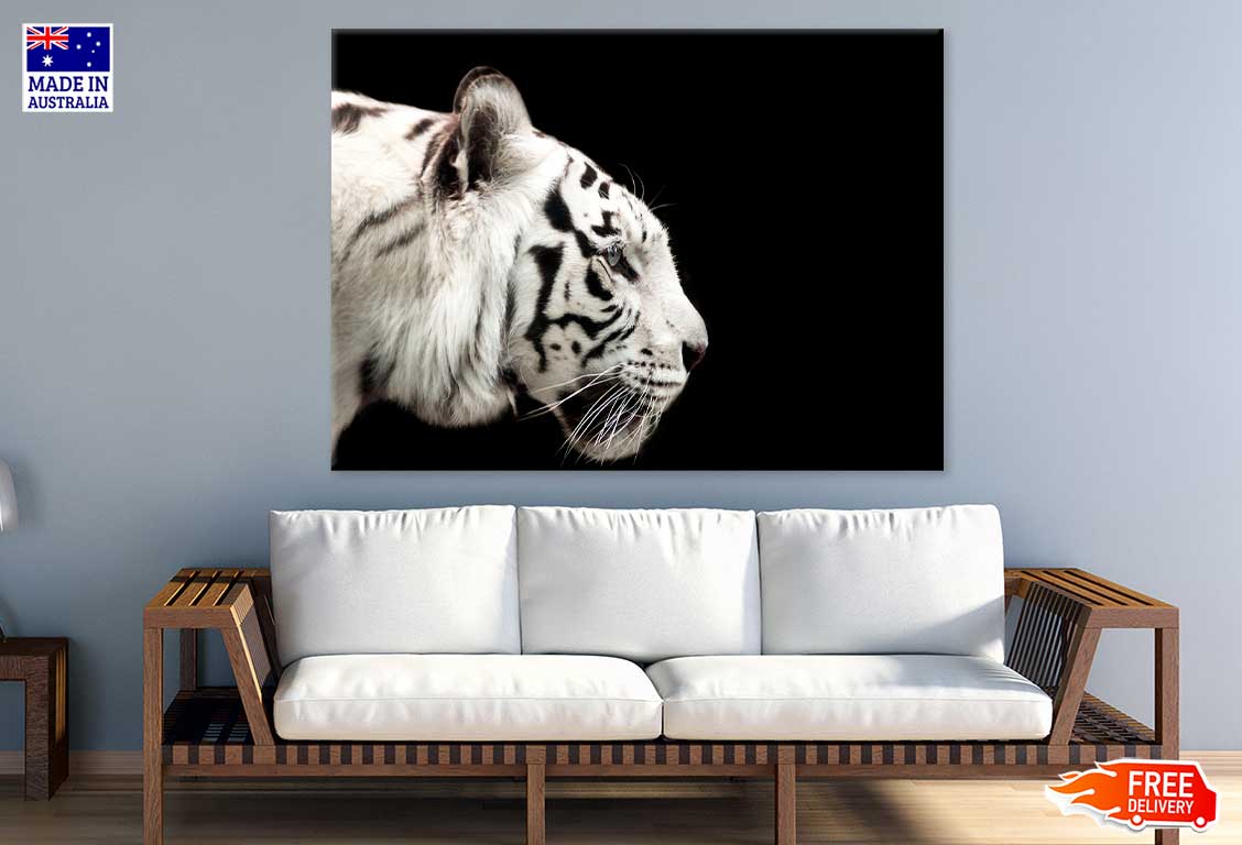 White Tiger Side View Photograph Print 100% Australian Made