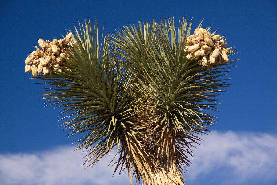 Joshua Tree with Blue Sky View Photograph Print 100% Australian Made