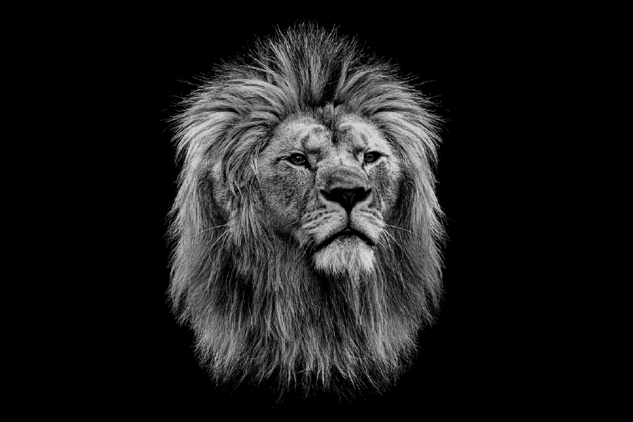 Lion Face B&W Photograph Print 100% Australian Made