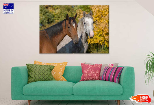 Horses Couple Closeup View Photograph Print 100% Australian Made