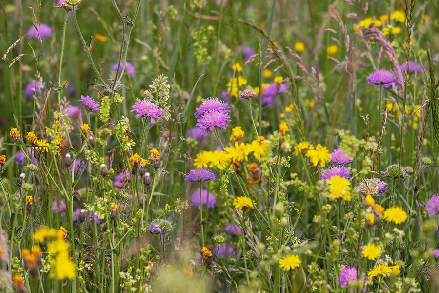 Wildflower Meadow Photograph Print 100% Australian Made